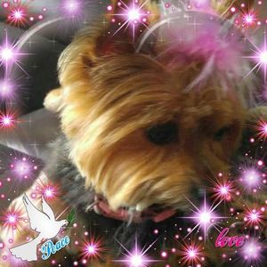 Meet your Posher, Joyce